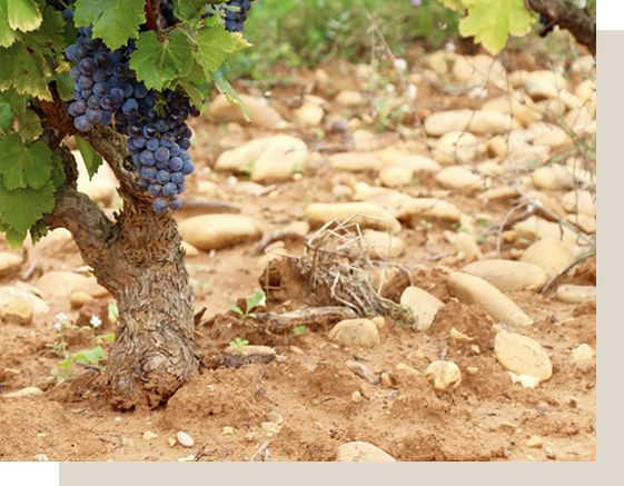 <p>Un terroir unique</p> <p>de galets roul&eacute;s...</p>