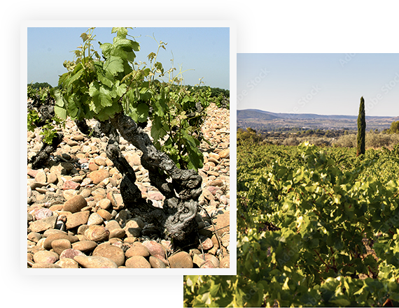 Au cœur du vignoble de la Vallée du Rhône